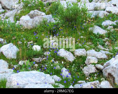 Giardino alpino di roccia nel parco nazionale del Triglav e nelle alpi Giulie con fiori selvatici orecchini a campana o ditale delle fate (Campanula cochleariifolia) e PL Foto Stock