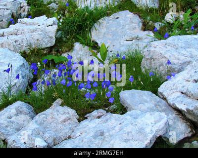 Giardino selvaggio alpino nel parco nazionale del Triglav e nelle alpi Giulie con fiore di orecchie in fiore blu o ditale delle fate (Campanula cochleariifolia) Growi Foto Stock