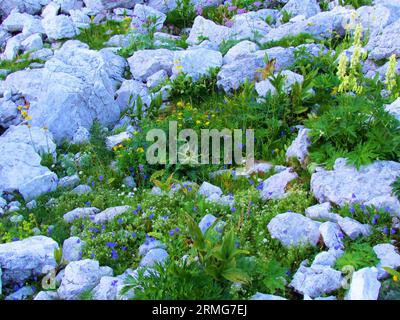 Giardino alpino di roccia nel parco nazionale del Triglav, Slovenia con fiori selvatici orecchie fisarmonica o ditale delle fate (Campanula cochleariifolia), perforate Foto Stock