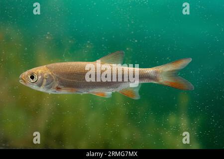 un piccolo ide o un'orfe ravvicinata Foto Stock