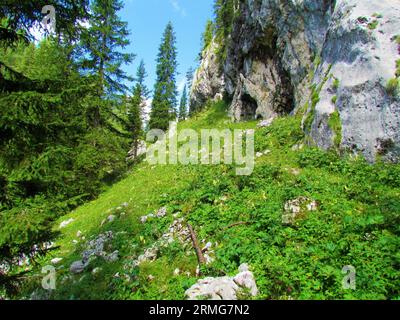 Prato che copre un ripido pendio sopra Planina Jezoro nel parco nazionale del Triglav e nelle alpi Giulie, Slovenia, con una parete di roccia sul lato destro Foto Stock