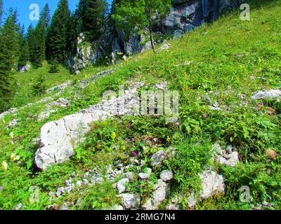 Prato che copre un ripido pendio sopra Planina Jezoro nel parco nazionale del Triglav e nelle alpi Giulie, Slovenia con ciclamini viola rosa (ciclamini viola) Foto Stock