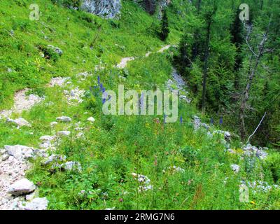 Prato nel parco nazionale del Triglav e nelle alpi Giulia, in Slovenia, con cappa di monaco in fiore blu, aconite, wolfsbane (Aconitum napellus) Foto Stock