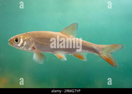 un piccolo ide o un'orfe ravvicinata Foto Stock