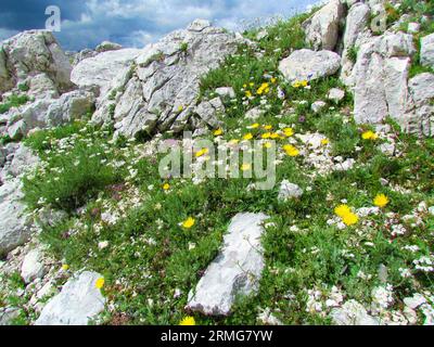 Giardino alpino selvaggio con argillea bianca (Achillea clavennae) e falco giallo (Leontodon pyrenaicus) a Prehodavci nel Triglav National Foto Stock