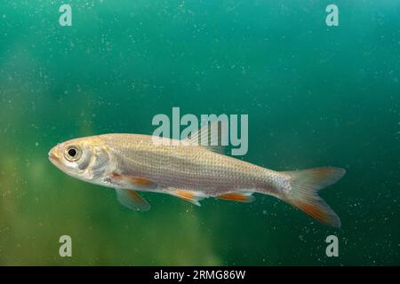 un piccolo ide o un'orfe ravvicinata Foto Stock