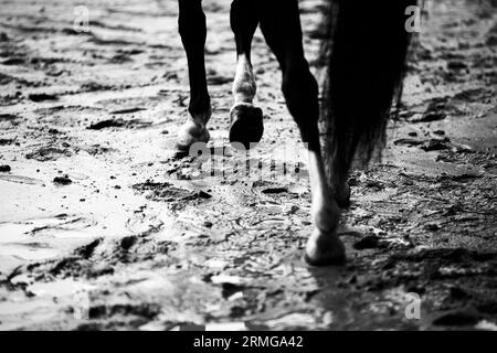 Questa fotografia in bianco e nero cattura un'immagine di un cavallo nero che si trotta attraverso la sabbia bagnata su una spiaggia dopo le piogge. Forza, libertà e bellezza. Foto Stock