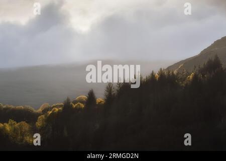 Filera di alberi illuminati dal sole nel Lake District, Cumbria, Regno Unito Foto Stock
