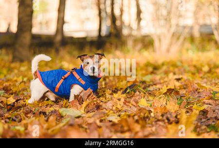 Cane con giacca calda che cammina nel parco autunnale nelle giornate più luminose Foto Stock