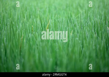 Il verde luccica nel risone depositato la mattina Foto Stock