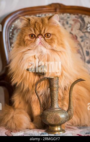 Gatto esotico rosso persiano e brocca antica in stile orientale Foto Stock