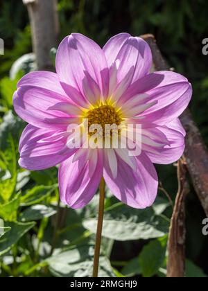 Fiore Dahlia rosa "Pat and PERC" con petali rosa e colletto bianco, Derbyshire, Inghilterra, Regno Unito Foto Stock