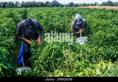 Gaza, Palestina. 28 agosto 2023. I lavoratori palestinesi raccolgono piante di pepe in una fattoria a Beit Lahiya, nella Striscia di Gaza settentrionale. Credito: SOPA Images Limited/Alamy Live News Foto Stock