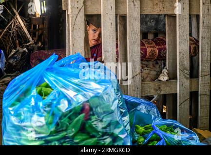 Gaza, Palestina. 28 agosto 2023. Le piante di pepe raccolte viste in una fattoria a Beit Lahiya, nella Striscia di Gaza settentrionale. Credito: SOPA Images Limited/Alamy Live News Foto Stock