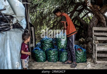 Gaza, Palestina. 28 agosto 2023. Le piante di pepe raccolte viste in una fattoria a Beit Lahiya, nella Striscia di Gaza settentrionale. Credito: SOPA Images Limited/Alamy Live News Foto Stock