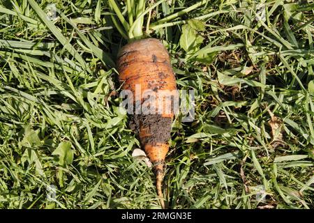 Carota appena raccolta adagiata sull'erba sulla terra britannica alla fine dell'estate Foto Stock