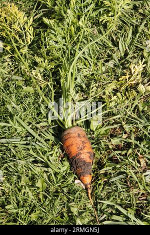 Carota appena raccolta adagiata sull'erba sulla terra britannica alla fine dell'estate Foto Stock