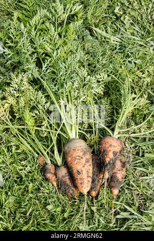 Carota appena raccolta adagiata sull'erba sulla terra britannica alla fine dell'estate Foto Stock