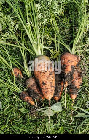 Carota appena raccolta adagiata sull'erba sulla terra britannica alla fine dell'estate Foto Stock