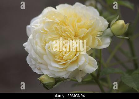 Primo piano del Pellegrino, una rosa di David Austin. Fine stagione estiva Foto Stock