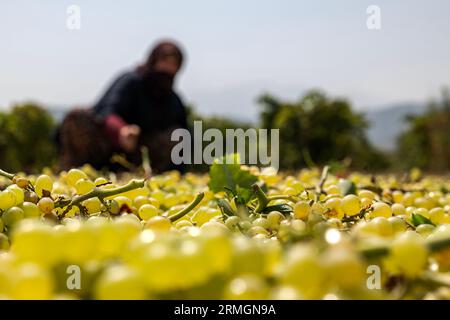 Il processo di sezionamento dell’uva passa dai vigneti e di stesura sul terreno fino all’essiccazione Foto Stock