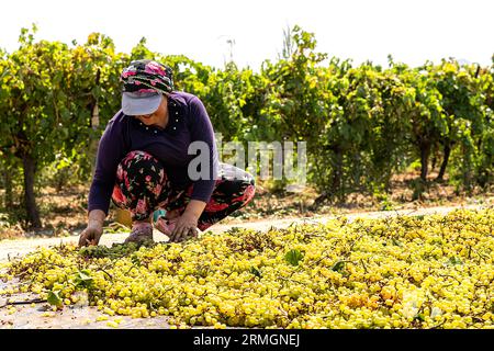 Il processo di sezionamento dell’uva passa dai vigneti e di stesura sul terreno fino all’essiccazione Foto Stock