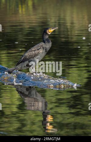 Il bellissimo cormorano dagli occhi verdi riposa presto su un tronco Foto Stock