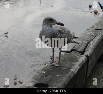 Un gabbiano o gabbiano di mare che si trova sul muro del porto di Bridlington, nella parte orientale dello Yorkshire, nel Regno Unito, in una serata estiva di agosto Foto Stock