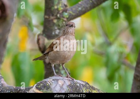 Mughetto bianco o mughetto bianco (Turdus amaurochalinus) a fuoco selettivo, noto anche come "mughetto d'arancia" Foto Stock