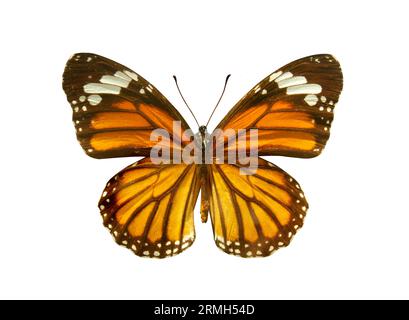 Farfalla Monarch arancione (Danaus plexippus) isolata su sfondo bianco. Oggetto con tracciato di ritaglio. Milkweed Butterfly (sottofamiglia Danainae) nella fa Foto Stock