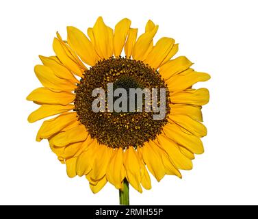 Girasole immaturo isolato su sfondo bianco. Giovane girasole in fiore. La testa di un giovane girasole con petali gialli. Foto Stock