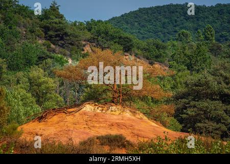 Alberi e vegetazione che coprono le sabbie rosse. Paesaggio astratto del canyon Rustler delle scogliere di moher. Colorado provenzale vicino a Roussillon, Francia meridionale. Rosso Foto Stock