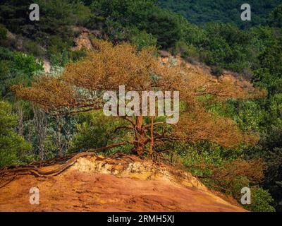 Alberi e vegetazione che coprono le sabbie rosse. Paesaggio astratto del canyon Rustler delle scogliere di moher. Colorado provenzale vicino a Roussillon, Francia meridionale. Rosso Foto Stock