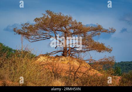 Alberi e vegetazione che coprono le sabbie rosse. Paesaggio astratto del canyon Rustler delle scogliere di moher. Colorado provenzale vicino a Roussillon, Francia meridionale. Rosso Foto Stock