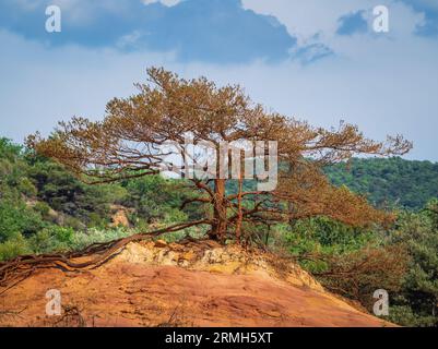 Alberi e vegetazione che coprono le sabbie rosse. Paesaggio astratto del canyon Rustler delle scogliere di moher. Colorado provenzale vicino a Roussillon, Francia meridionale. Rosso Foto Stock