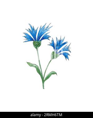 Acquerello isolato fiore di campo dipinto a mano in acquerello per matrimoni, vacanze e design decorativo. Fiore di fiordaliso blu e vegetazione Foto Stock