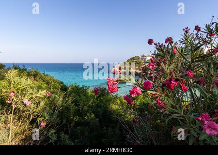 Un'ampia vista del mare blu incorniciato da fiori di oleandro rosa in primo piano. Foto Stock