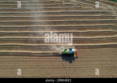 Raccogliete un campo di grano dorato, nuvole di polvere. Colpo aereo. Granaio di riempimento della mietitrice, frumento maturo durante il raccolto. Lavori agricoli. Raccolto in condizioni di sole Foto Stock