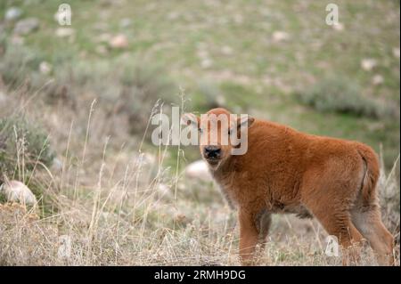 Un giovane bisonte o un cane rosso in un campo, nel parco nazionale di Yellowstone. Foto Stock