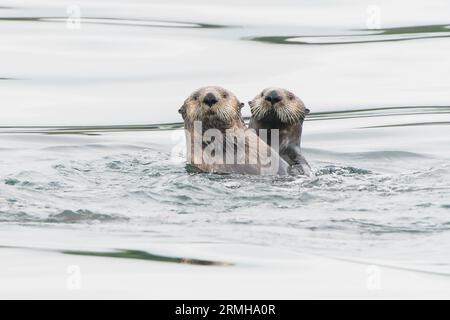 Sea Otter, Enhydra lutris, primo piano di due animali che nuotano in mare, Sitka, Alaska11 agosto 2023 Foto Stock