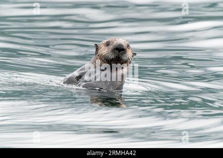 Sea Otter, Enhydra lutris, primo piano di un singolo animale che nuota in mare, Sitka, Alaska11 agosto 2023 Foto Stock