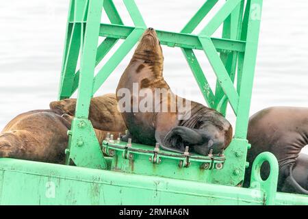 Steller’s Sea Lion, Eumetopias jubatus, diverse persone che riposano sulla boa marina, Sitka, Alaska, USA Foto Stock