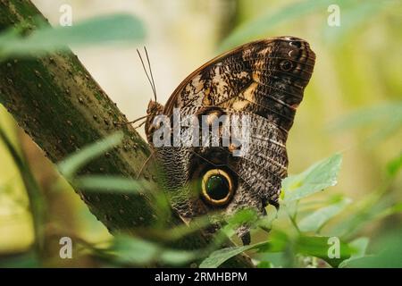 Una farfalla di gufo in un santuario della riserva naturale di Atitlán, una riserva naturale a Panajachel, Guatemala Foto Stock