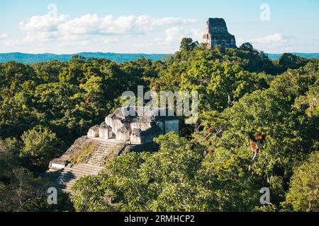 Tempio i, parte delle rovine di un'antica città maya nel parco archeologico di Tikal, Guatemala Foto Stock