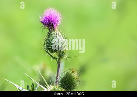 Fiore rosa di un cardo (Cirsium), perenne spinoso, di solito considerato un'erba, ma è anche una pianta alimentare per vari insetti e uccelli come goldfinch Foto Stock