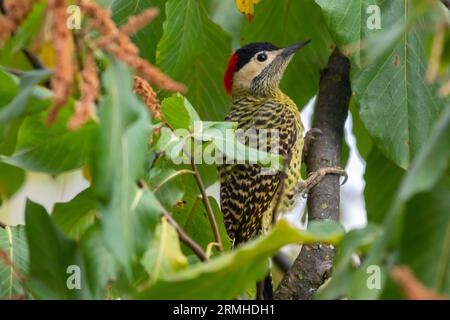 Picchio brasiliano a barba verde su un ramo dell'albero (Colaptes melanochloros) Foto Stock