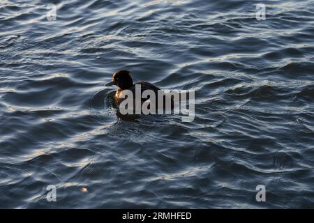 Aythya fuligula genere Anas famiglia Anatidae anatra tufted pochard tufted piccola anatra subacquea fotografia di uccelli selvatici, foto, carta da parati Foto Stock