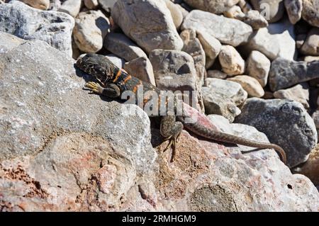 Lucertola con colletto per grandi bacini femminili o Crotaphytus bicinctores Foto Stock