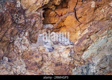 Ottimo gufo cornuto o pulcini Bubo virginianus e adulti sulla faccia di una scogliera Foto Stock