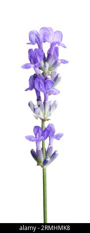 Bellissimo fiore di lavanda in fiore isolato su bianco Foto Stock